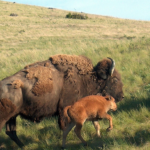 6 Amazing Facts You Never Knew About Bison