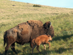 cheyenne_river_buffalo_company_blog_bison_facts