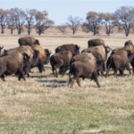 100 Bison Released on Tribal Land in South Dakota