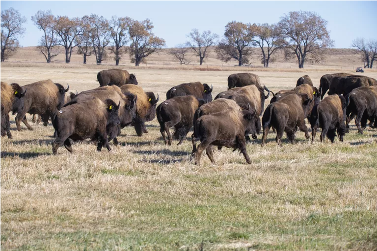 cheyenne_river_buffalo_company_blog_bison_released_tribal_lands