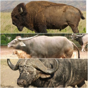 cheyenne_river_buffalo_company_blog_bison_vs_buffalo