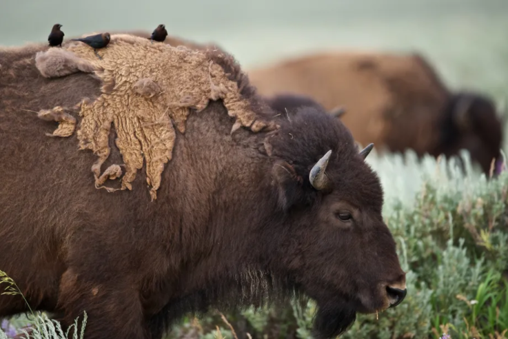 cheyenne_river_buffalo_company_blog_south_dakota_climate_change